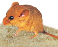 EKOKUITU