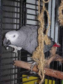 Linnut
