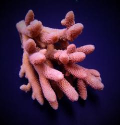 Acropora spathulata frag