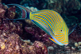 Acanthurus lineatus