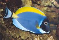 Acanthurus leucosternon Kaulusvlskri M koko