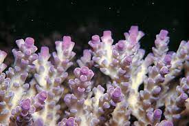 acropora cerealis
