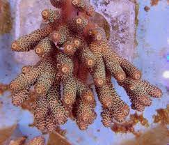 Acropora millepora yellow/green