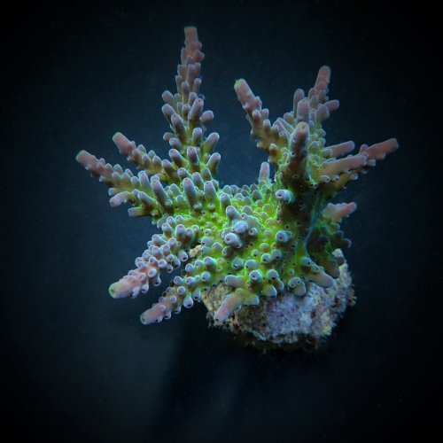 Acropora austerra