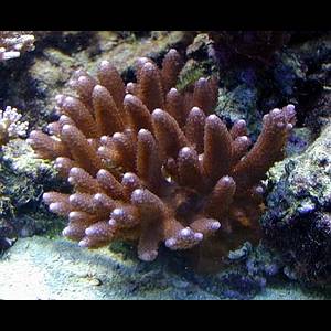 Acropora branched