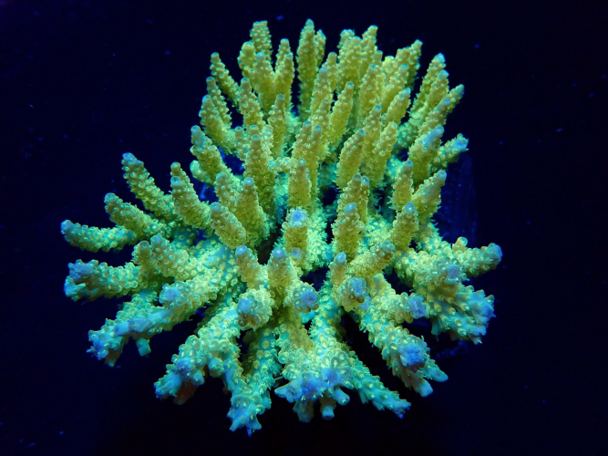 Acropora dendrum