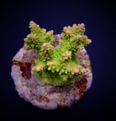 Acropora divarigata frag