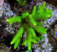 Acropora formosa green