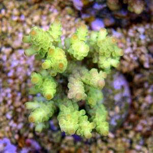 Acropora yellow