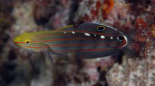 Amblygobius rainfordi