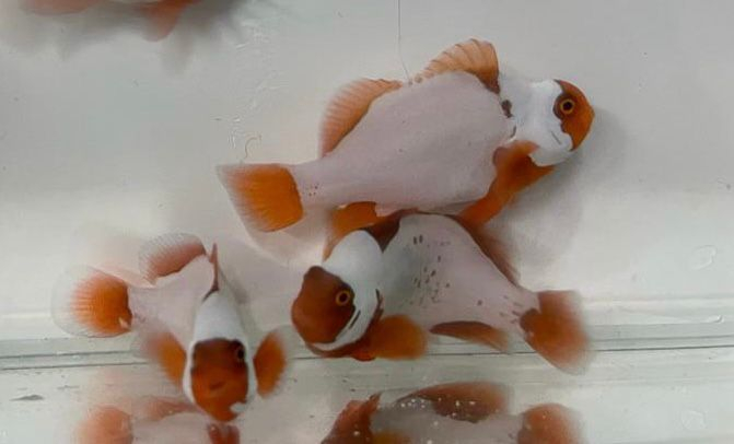 Amphiprion biaculeatus snowflake Bull head