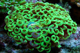 Euphyllia ancora green S koko