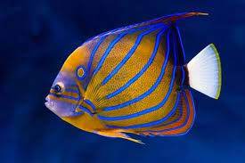 Pomacanthus annularis juvenile