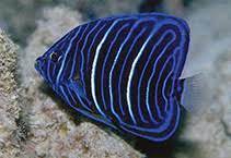 Pomacanthus annularis juvenile