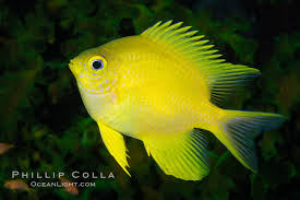 Amblyglyphidodon aureus