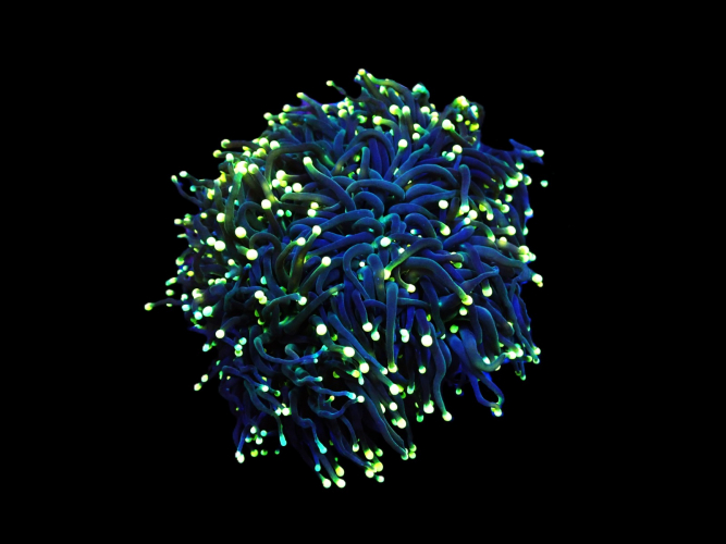 Euphyllia glabrescens black torch