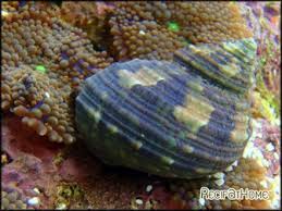 Turbo brunneus indonesia