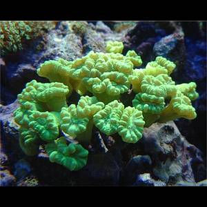 Caulastrea curvata green frag