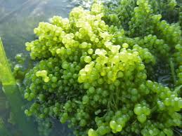 Caulerpa lentillifera makrolevä nippu