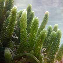 Caulerpa lentillifera makrolev nippu