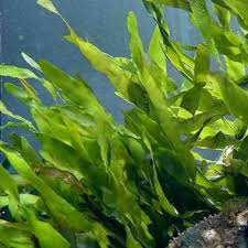 Caulerpa prolifera makrolev nippu