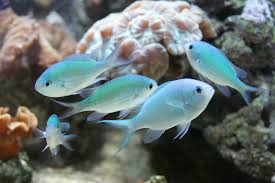 Chromis viridis Viherneitokala