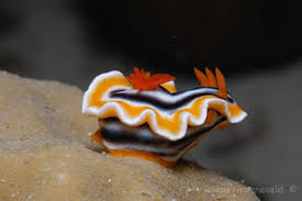 Chromodoris magnifica