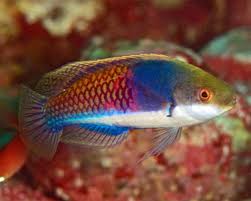 Cirrhilabrus cyanopleura Blueside wrasse