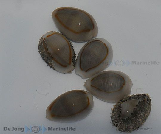 Cypraea annulus