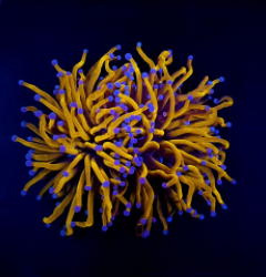 Euphyllia glabrescens gold torch