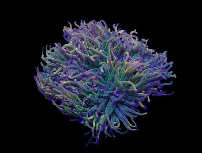 Euphyllia glabrescens Rapunzel