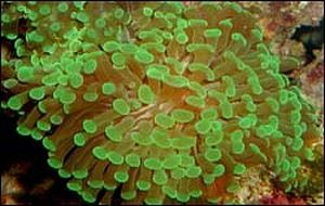 Euphyllia paraancora