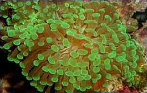 Euphyllia paraancora green premium