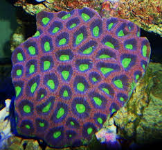 Favia sp. red