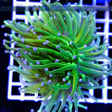 Euphyllia glabrescens green ultra