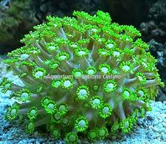 Goniopora Green Ultra