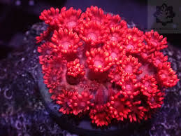 Goniopora red ultra