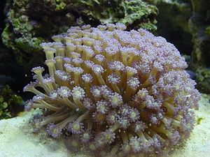 Goniopora sp