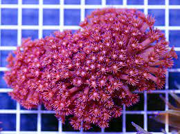 Goniopora spp. red premium