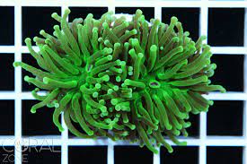 Euphyllia glabrescens Green Ultra S koko