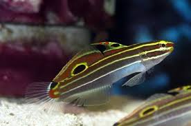 Amblygobius hectori