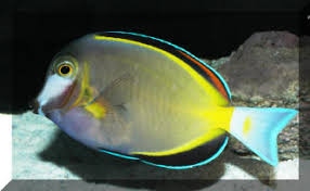 Acanthurus japonicus Pastellivlskri