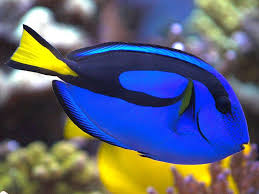 Paracanthurus hepatus