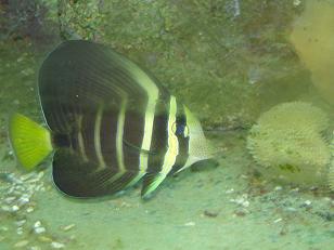 Seepravlskri Zebrasoma desjardinii