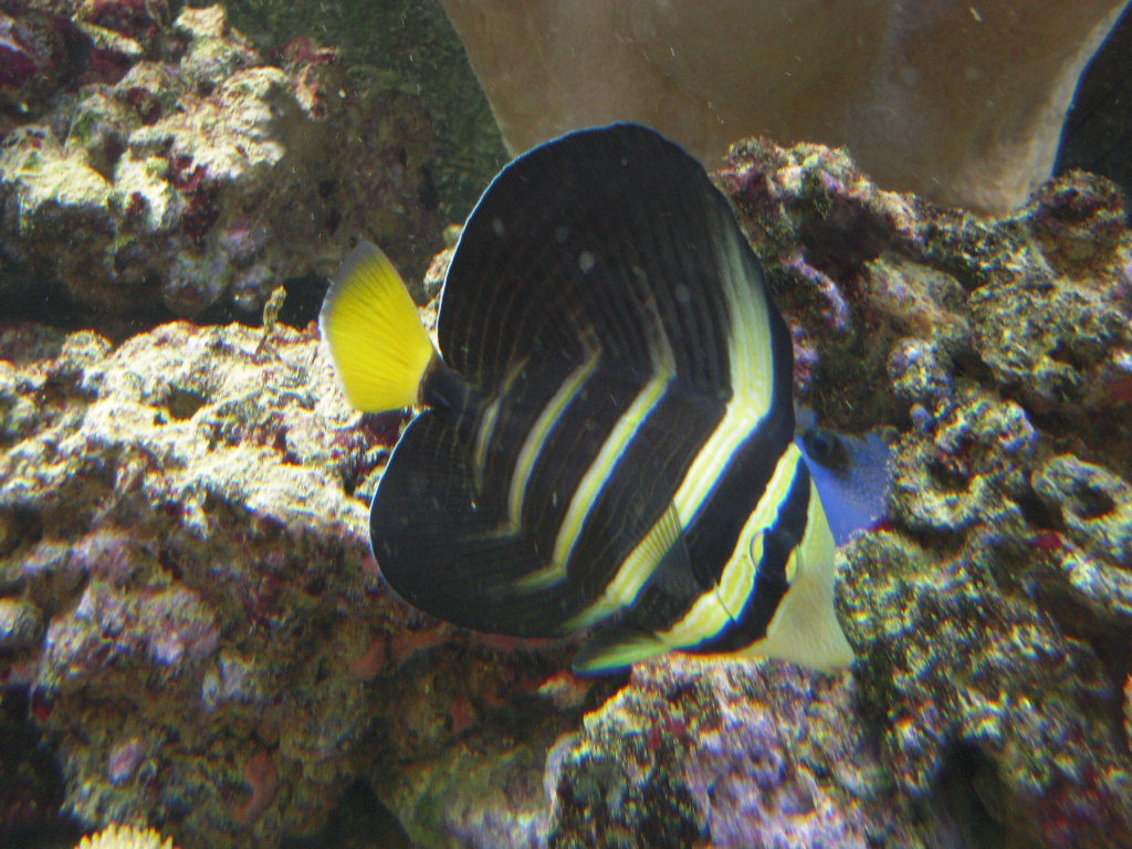 Seepravlskri Zebrasoma desjardinii