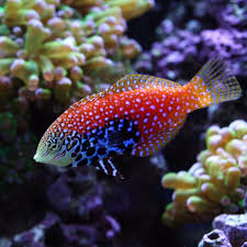 Macropharyngodon bipartitus female Leopardi wrasse