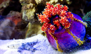 Pseudocolochirus violaceus Meriomena