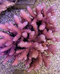 Acropora millepora red/pink