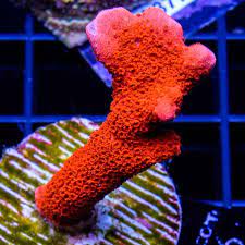 Montipora branched orange red