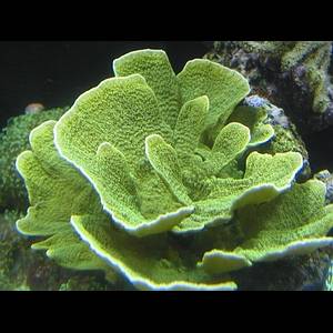 Montipora laminar green